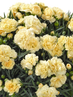 DIANTHUS Super Trouper Yellow
